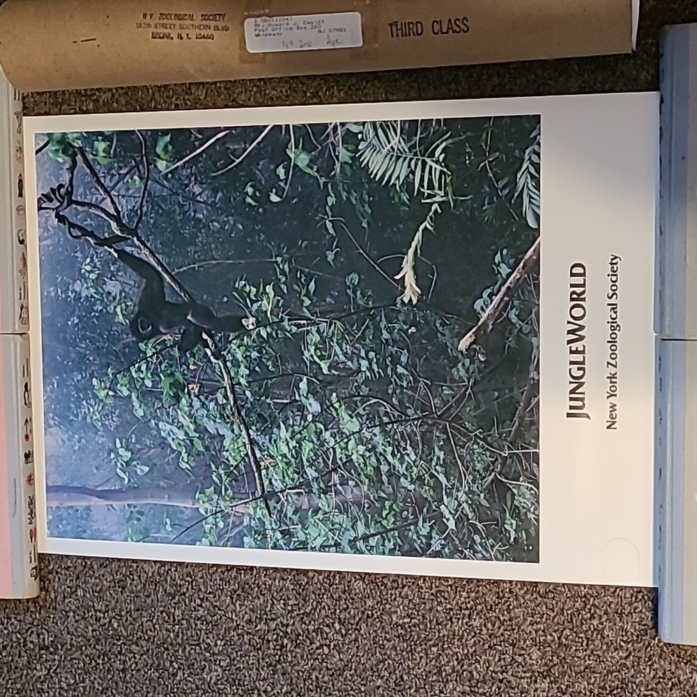 Jungle World New York Zoological Society White-Handed Gibbons Primate Ape Print